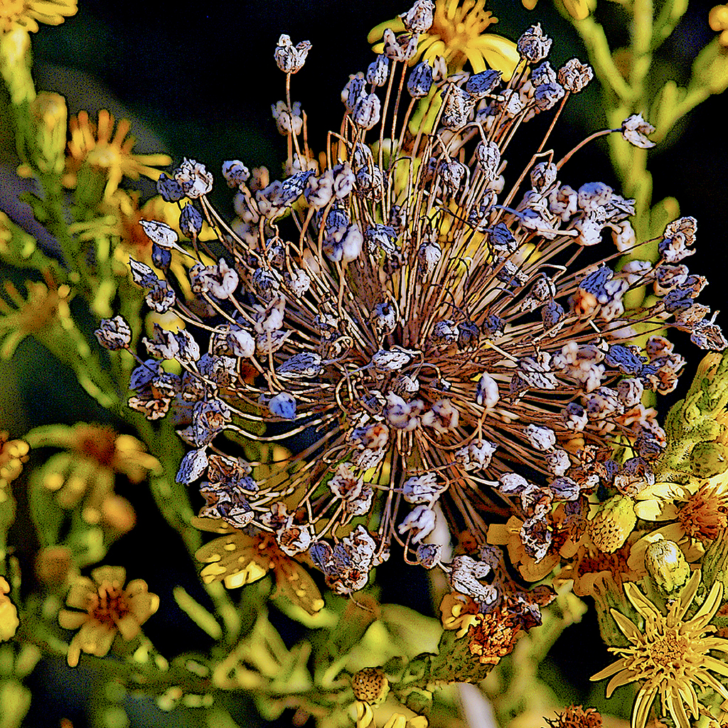 FIORITURE MEDITERRANEE (25).JPG
